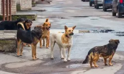 Hayvan Hakları Derneklerinden Bakan Çiftçi'ye: “3 Bin 126 Köpek Nerede?”