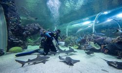 Körfez Aqua’da Köpek Balıklarının Beslenme Anları İlgi Görüyor