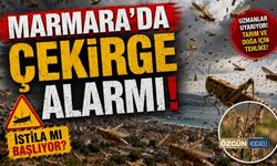 Marmara'da Çekirge Alarmı