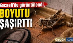 Kocaeli’de görüntülendi, boyutu şaşırttı