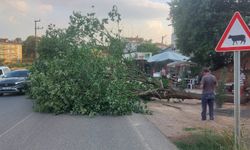 Şiddetli rüzgar Gebze'yi vurdu