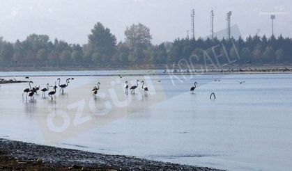 İzmit Körfezi flamingolar  ile bir başka güzel