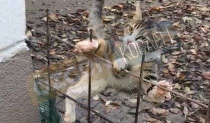 Tel örgülerde asılı kaldı,itfaiye kurtardı