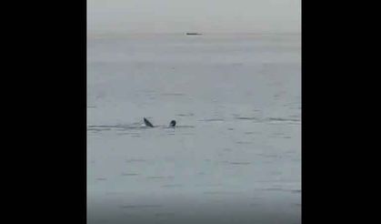 KÖPEK BALIĞI SALDIRISI VİDEO, Köpek balığının saldırdığı turist feci şekilde can verdi!