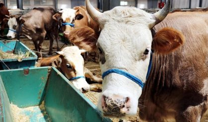 2026 Kurbanlık Fiyatları Belli Oldu