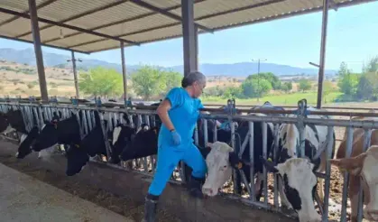 Kurban Yaklaşırken Şap Alarmı: 17 Mahalle Karantinada