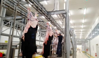 İzmit Mezbahası’nda 145 Hayvanın Kesimi Yapıldı
