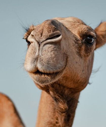 Alzheimer’a Çözüm Hayvanlardan mı Geliyor?