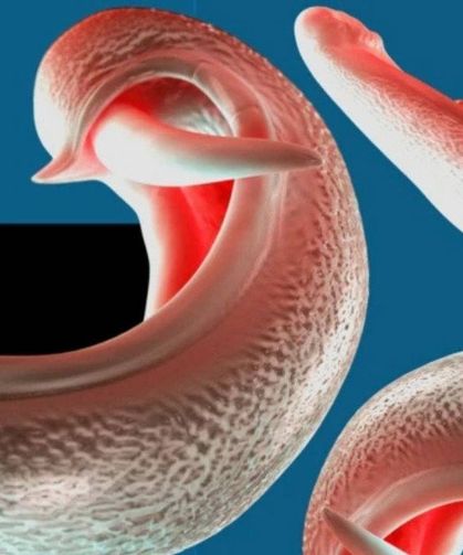 Cinsel Organları Hedef Alan Parazit Yayılıyor