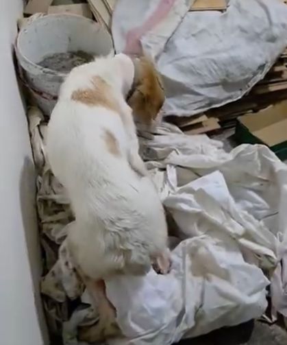 MHP'li başkan, köpeği vurdu sahibini tehdit etti