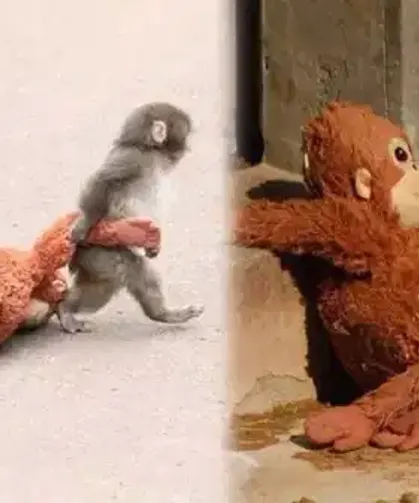 Bu Kadar Olmaz! Yavru Maymunu Dövüp Göle Attılar