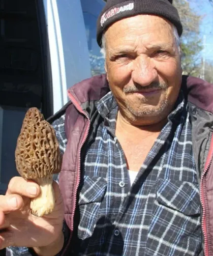 Doğadan altın topluyorlar: Kilosu 1000 liraya satılıyor