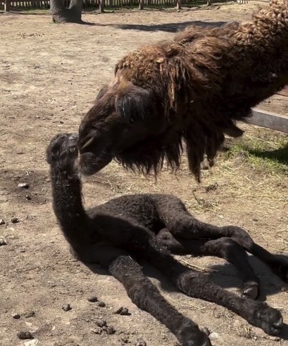 Balonlarla Kutlandı: Ormanya’da Doğan Yavru Deveye İsim Aranıyor