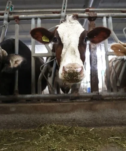 Çiftçilere müjde: Tarımsal destek ödemeleri başladı