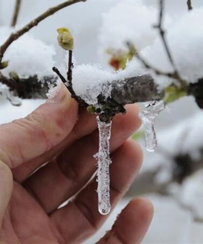 Kocaeli İçin Zirai Don Uyarısı