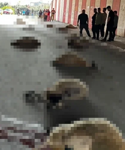 Otomobilin Çarptığı 17 Hayvan Telef Oldu!