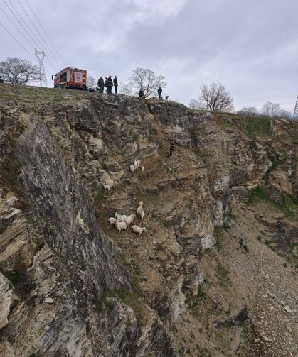 Sarp Arazide Can Pazarı: 15 Keçi ve Oğlak Böyle Kurtarıldı