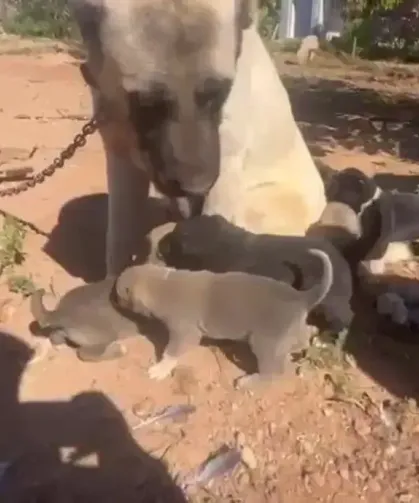 Kocaelili Hayvanseverden Şok İfşa: Yavru Köpeklere İşkence İddiası