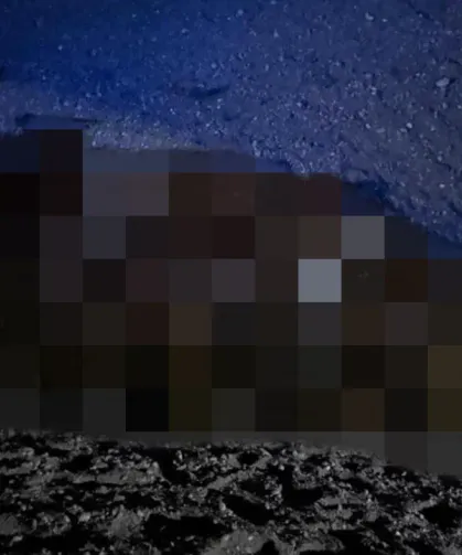 Arı Saldırısı Felakete Dönüştü: 400 Koyun Telef Oldu