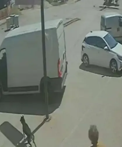 Kediye Bastı, Köpeği Tekmeledi: O Anlar Kamerada