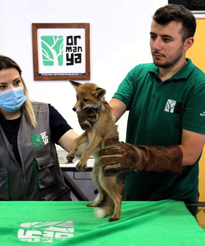 Yaralı Yavru Tilki Ormanya’da Hayata Tutundu