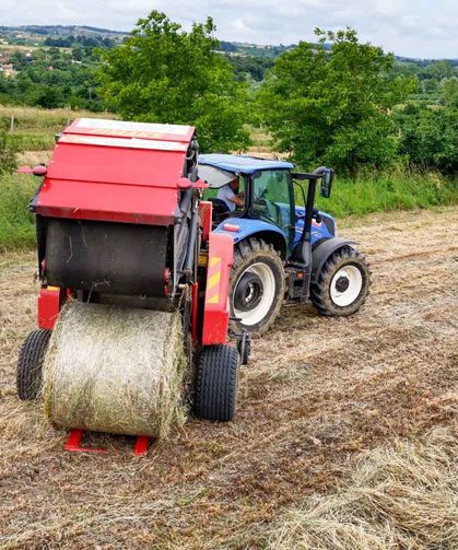 Kocaeli’de Süt Otu Hasadı Başladı: Çiftçinin Yüzü Güldü