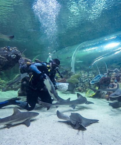 Körfez Aqua’da Köpek Balıklarının Beslenme Anları İlgi Görüyor