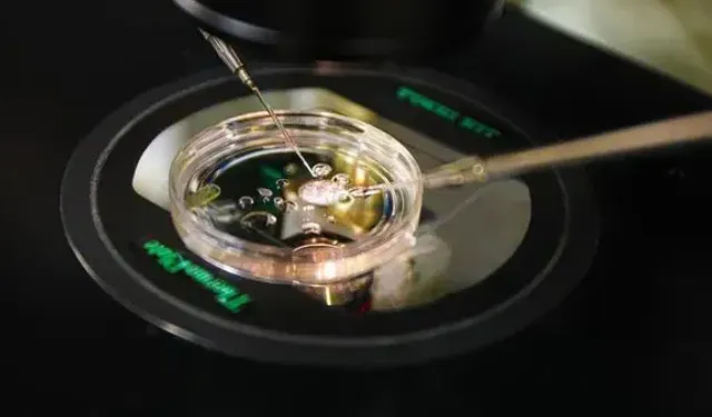 Kısırlığa Devrim! Deri Hücresinden Embriyo Geliştirildi