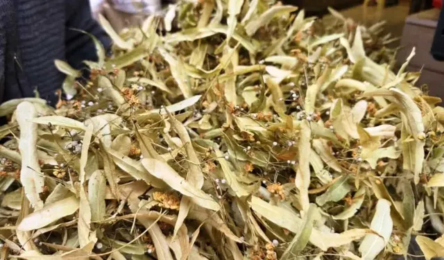 Kışın En Çok Tercih Edilen Bitki, Şimdi 1500TL'ye Satılıyor!