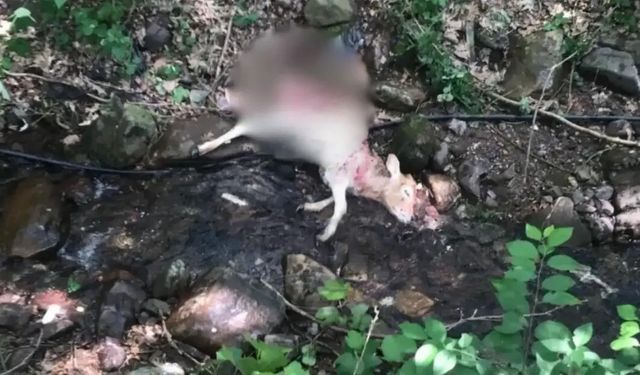 Derince’de Sokak Köpekleri Buzağıyı Telef Etti
