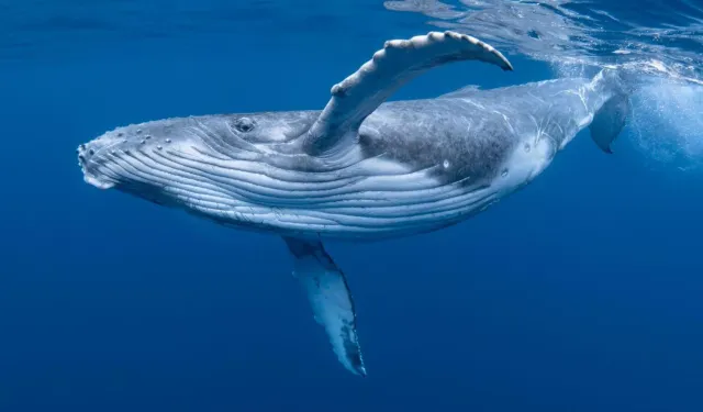 İnsan ömrünü uzatabilecek genetik ipucu