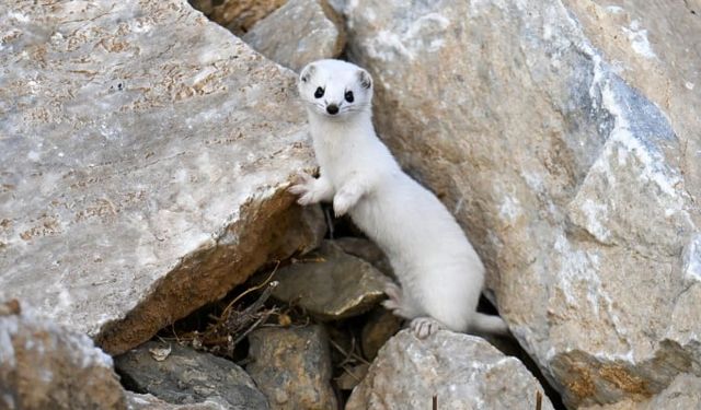 Beyaz Gelincik Görüldü