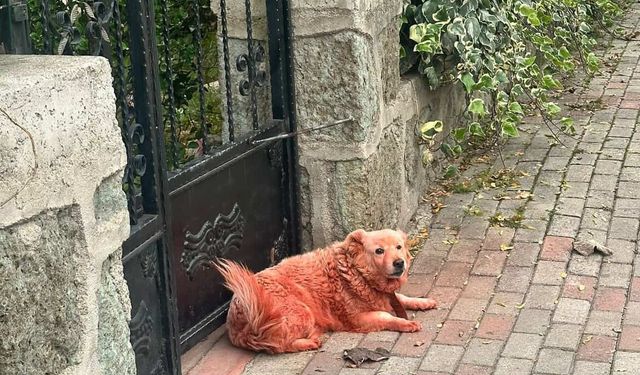 Kocaeli'de Bu Köpekler Neden Boyalı?