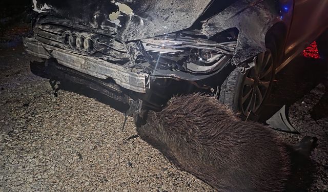 Belediye Başkanı'nın Aracı Domuz Sürüsüne Daldı