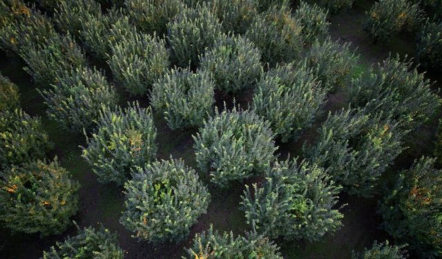 10 dönüm tarladan 2 kasa ayva çıktı