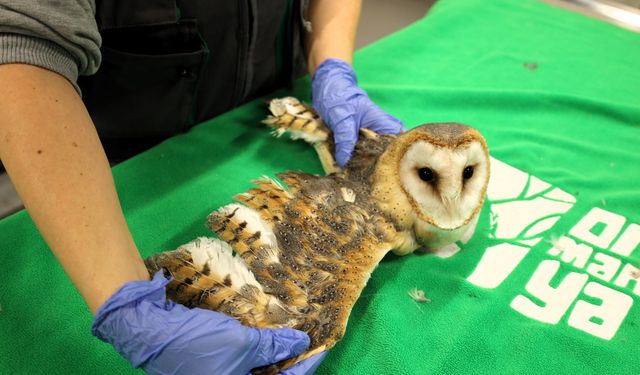 Kocaeli’nin Yaban Hayvanı Rehabilitasyon Üssü