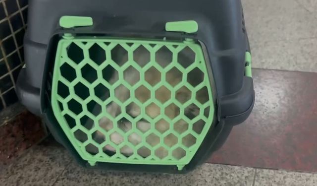 İzmit Otogarı’nda Kulakları Kesilmiş Köpek Skandalı!