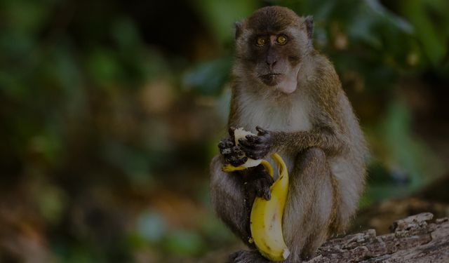 İğne Yutmuş Maymun Ne Demek? Anlamı Nedir?