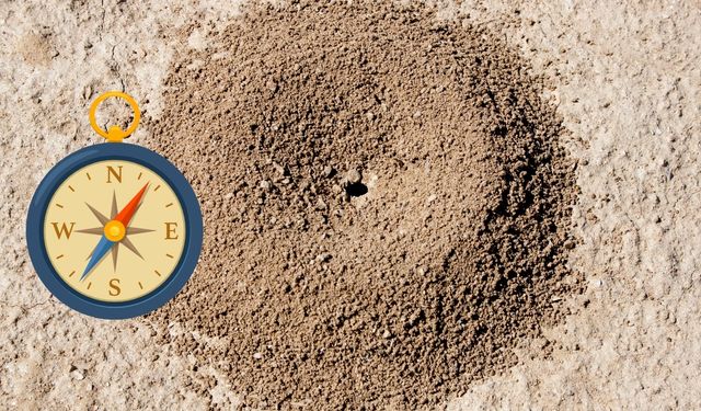 Karınca Yuvalarının Ağzı Hangi Yönü Gösterir?