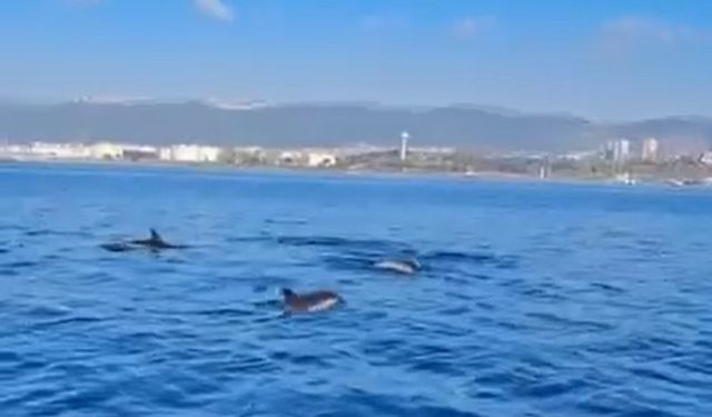 Temizlenen İzmit Körfezi’nde artık yunuslar dans ediyor