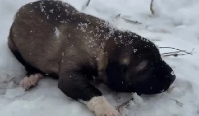 Yavru Köpeğe Eziyet Kamerada