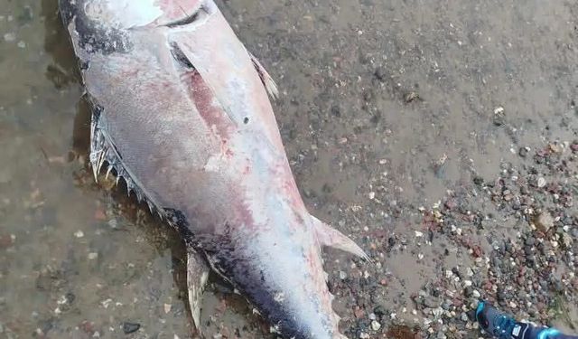 Karamürsel Sahili'nde Dev Orkinos Karaya Vurdu