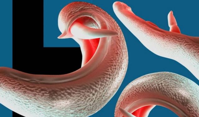 Cinsel Organları Hedef Alan Parazit Yayılıyor