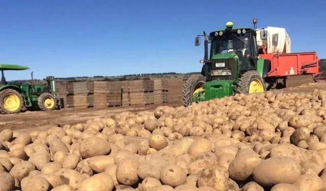 4 Bin Ton Patates Ücretsiz Dağıtılıyor