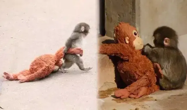 Bu Kadar Olmaz! Yavru Maymunu Dövüp Göle Attılar