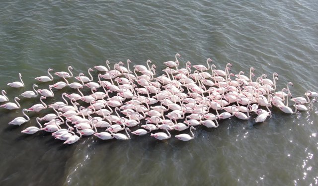 Körfezde Doğa Yeniden Canlandı: Flamingo Sayısı İkiye Katlandı