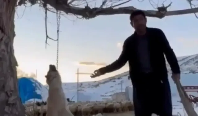 Köpeği zincirle ağaca asarak öldürdü