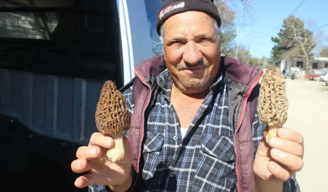 Doğadan altın topluyorlar: Kilosu 1000 liraya satılıyor