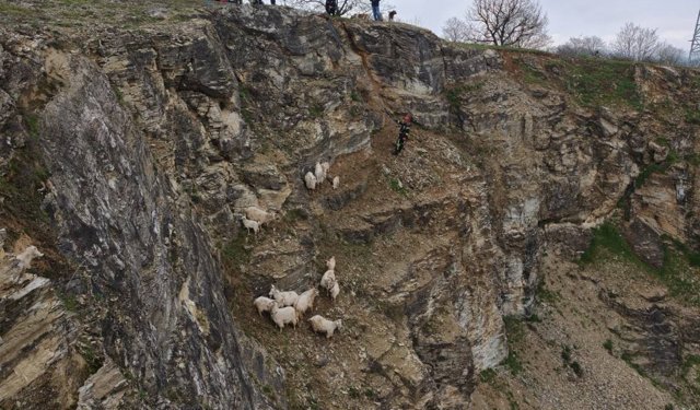 Sarp Arazide Can Pazarı: 15 Keçi ve Oğlak Böyle Kurtarıldı