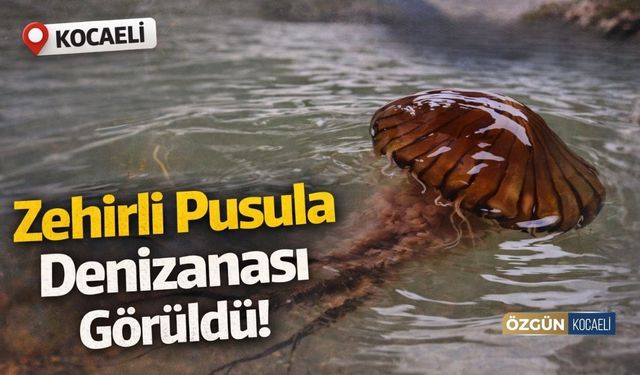Kocaeli'de Zehirli Pusula Denizanası Görüldü!